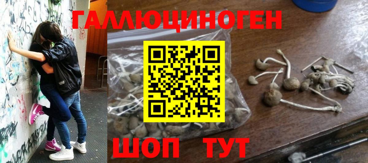 Псилоцибиновые грибы Cubensis Нерюнгри